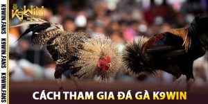 Cách tham gia Đá Gà K9win