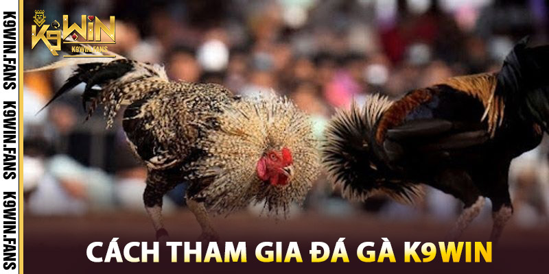 Đá Gà K9win | Thế Giới Gà Chiến Campuchia Thomo Mãn Nhãn 2 Cách tham gia Đá Gà K9win