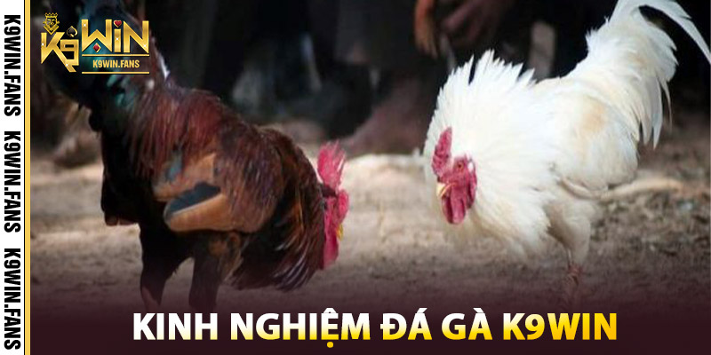 Đá Gà K9win | Thế Giới Gà Chiến Campuchia Thomo Mãn Nhãn 3 Kinh nghiệm Đá Gà K9win của cao thủ